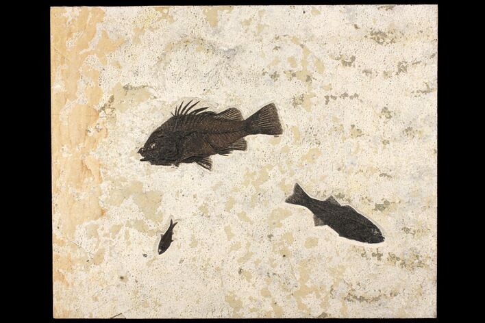 Wide Green River Fossil Fish Mural With Huge Priscacara #151926